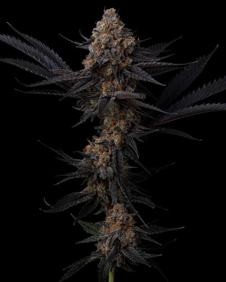 Photograph of product: Satori Gorilla Mintz Smalls - 28g
