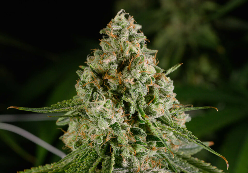 Photograph of product: Durban Zkittles Flower T22.33 (1-00366) - 3.5g