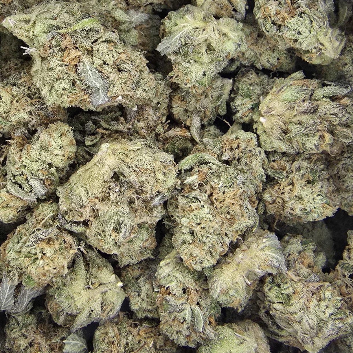 Photograph of product: High Desert Sour Sage by Oregrown