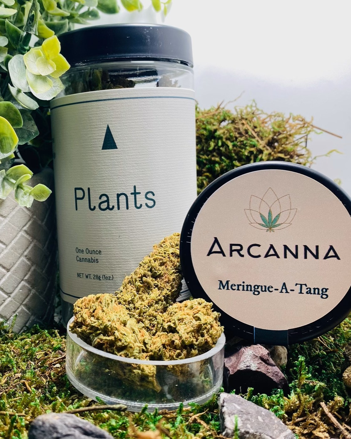 Photograph of product: MERINGUE-A-TANG X ARCANNA