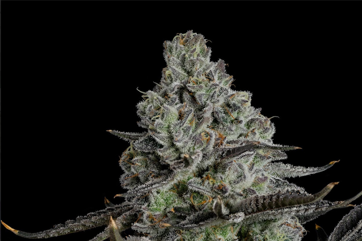 Photograph of product: Whoopie Pie - 3.5g
