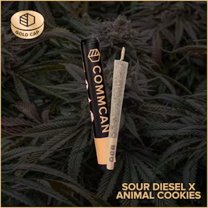 Photograph of product: CommCan Sour Diesel x Animal Cookies Pre-Roll