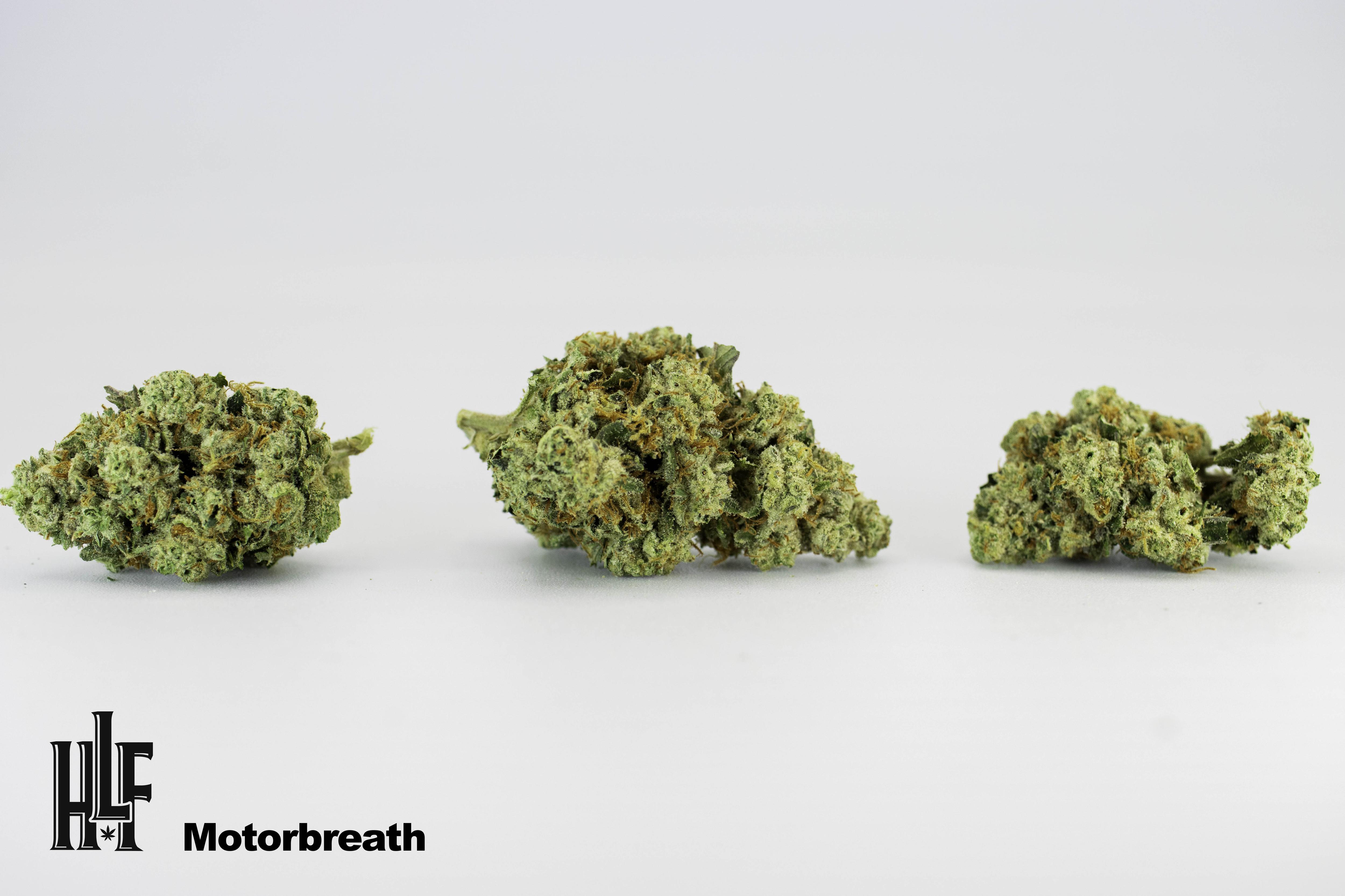 Photograph of product: Motorbreath | Bulk Flower | High Life Farms - 28g