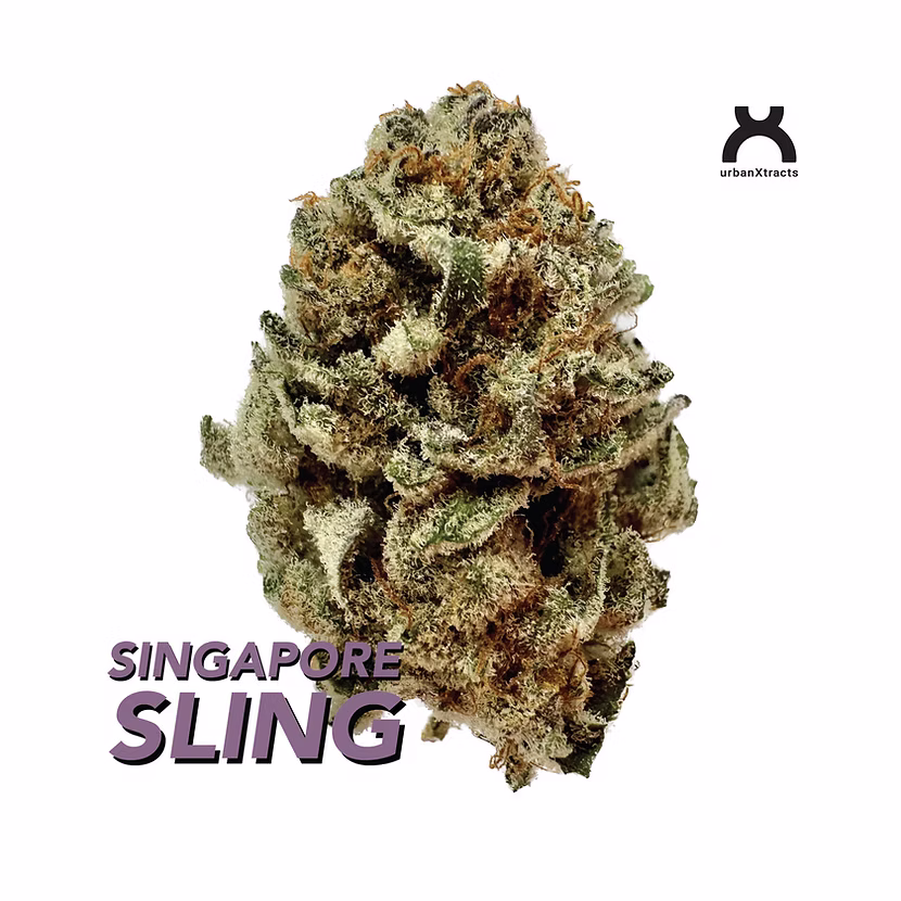 Photograph of product: UrbanXtracts | Flower | Singapore Sling - 3.5g