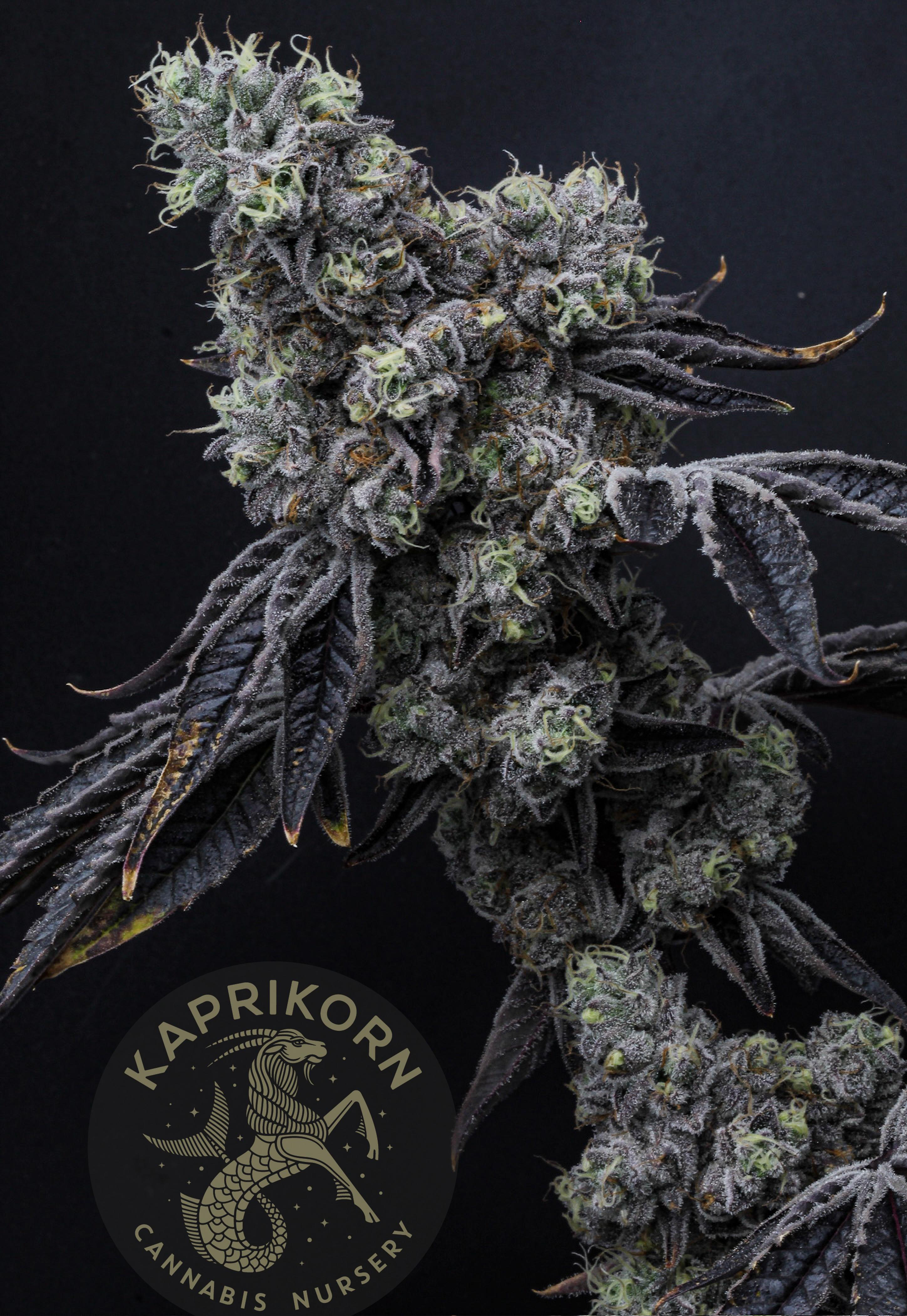 Photograph of product: Gorilla Breath (I) - 7g