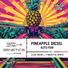 Photograph of product: HAPPY VALLEY | PINEAPPLE DIESEL (H) AUTO FLOWER SEEDS | 6pk