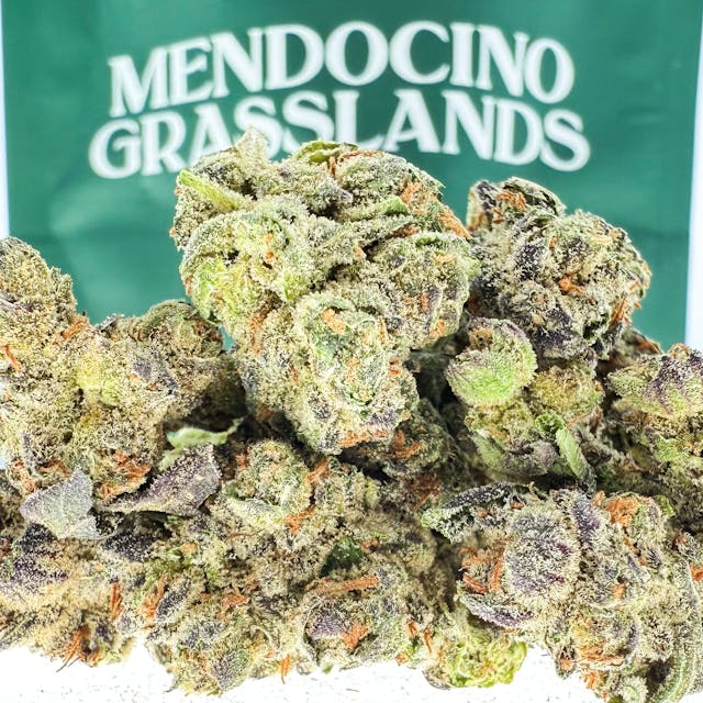 Photograph of product: Government Oasis 14g - 