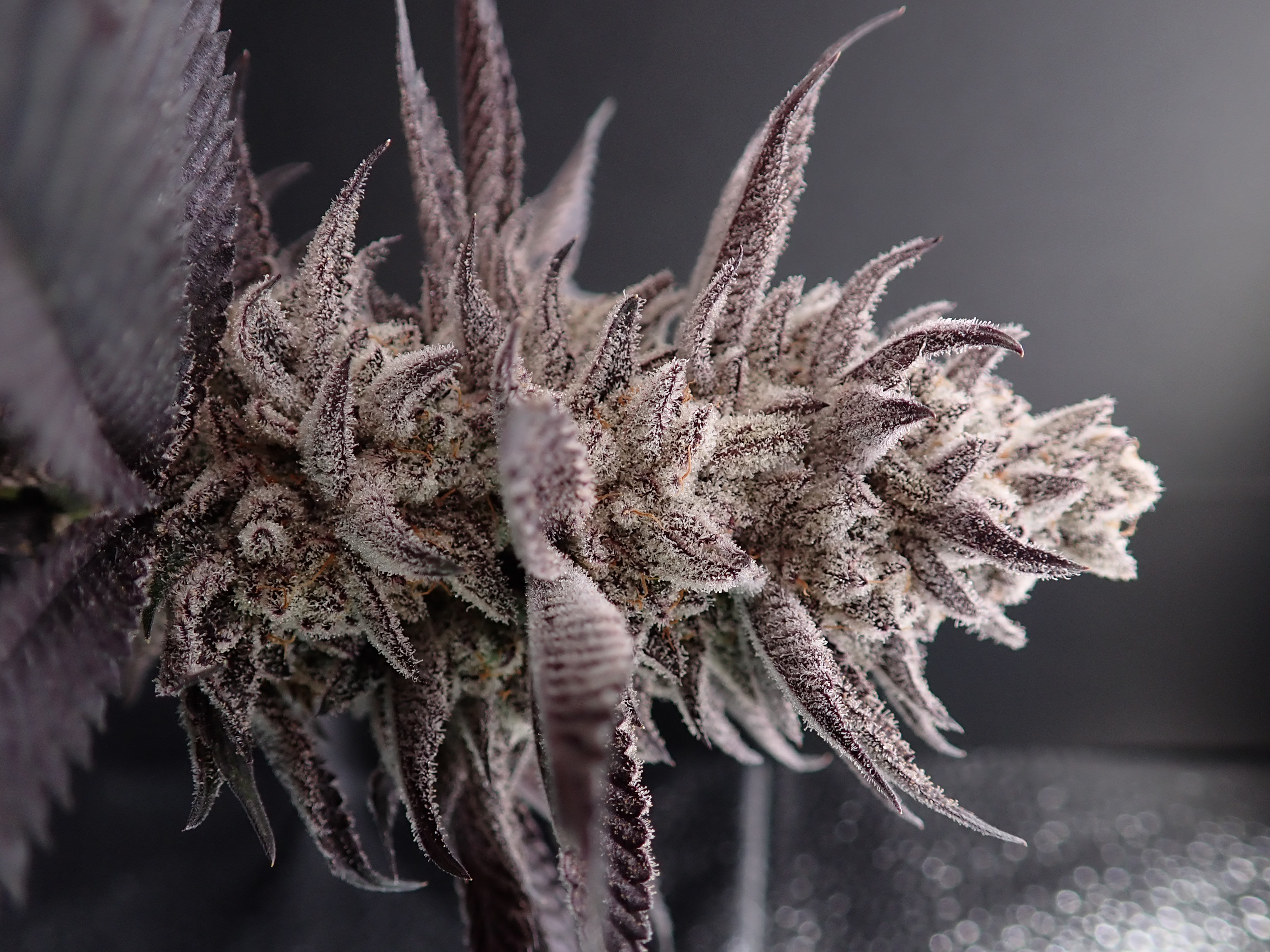 Photograph of product: Cherry Burst (H) - Hermit's Delight - Budlets Pre-Packaged T2 - 28g