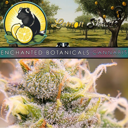 Photograph of product: $10 1g Preroll - Lemon Skunk (S) - Enchanted Botanicals Oui'd