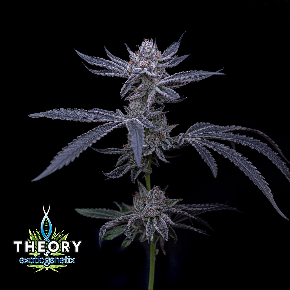 Photograph of product: Greasy Runtz - Buds - 3.5g