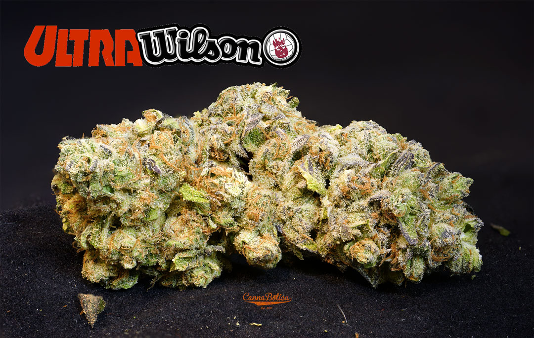 Photograph of Product: Ultra Wilson -Hybrid - 7g