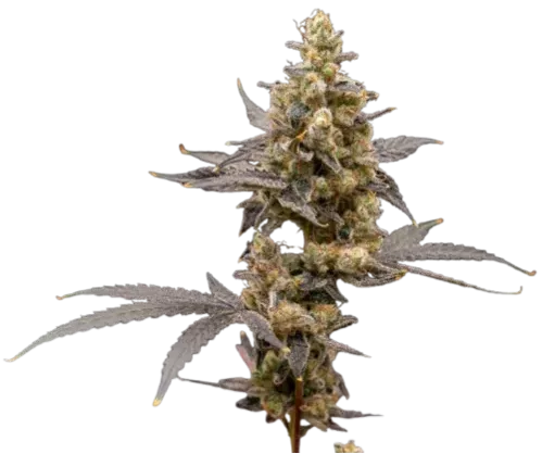 Photograph of product: Platinum Papaya Mimosa | 7g