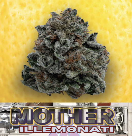 Photograph of product: Illemonati (TH-ouia: 21.13%)-3.5g || Mother Exotic