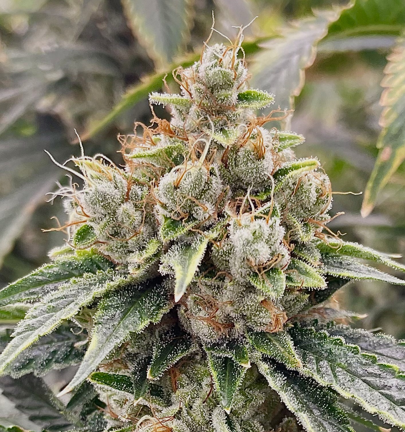 Photograph of product: Motorbreath 15 - '24 - 28g