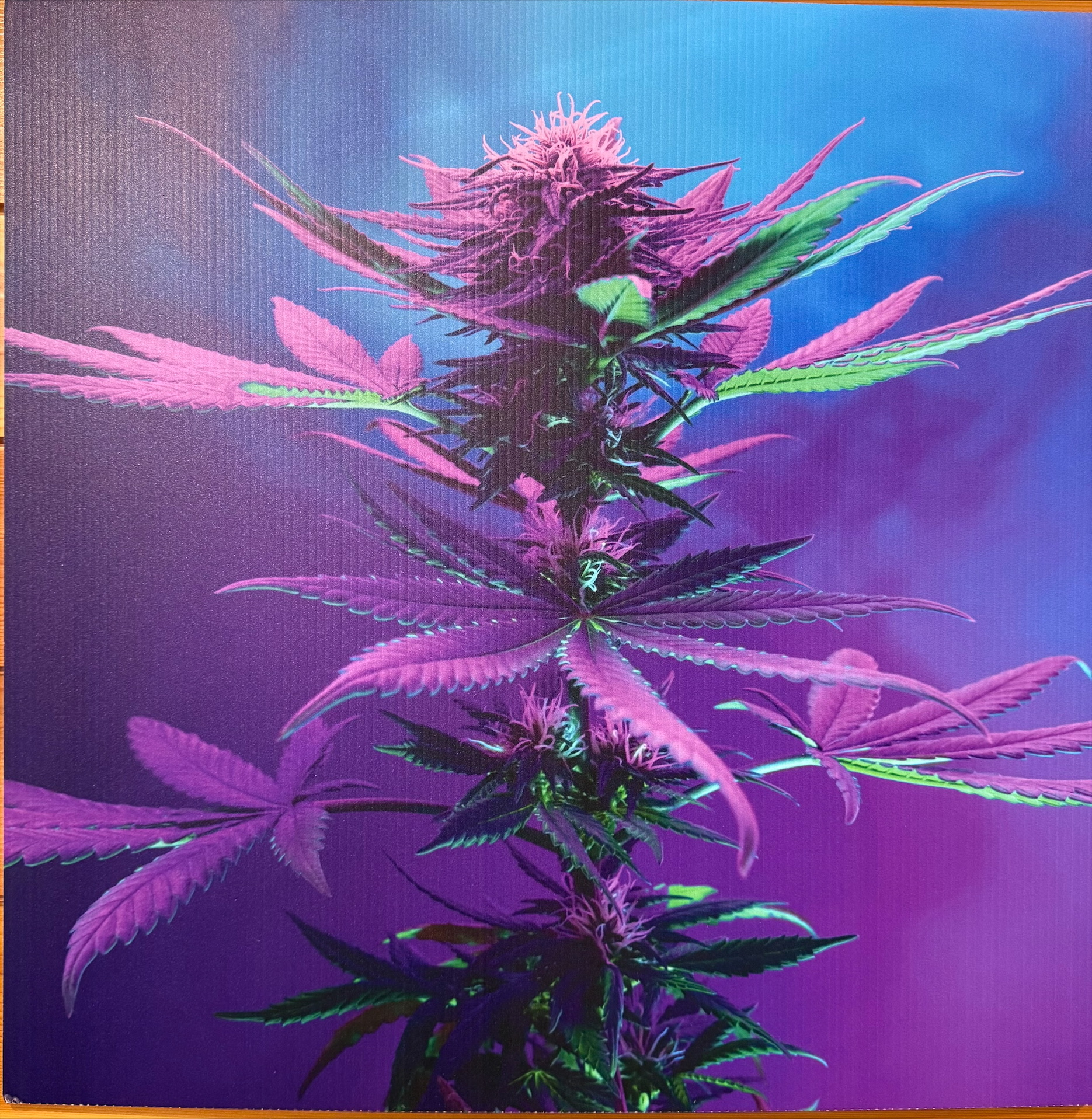 Photograph of product: Enlite Flower Poster 18x24