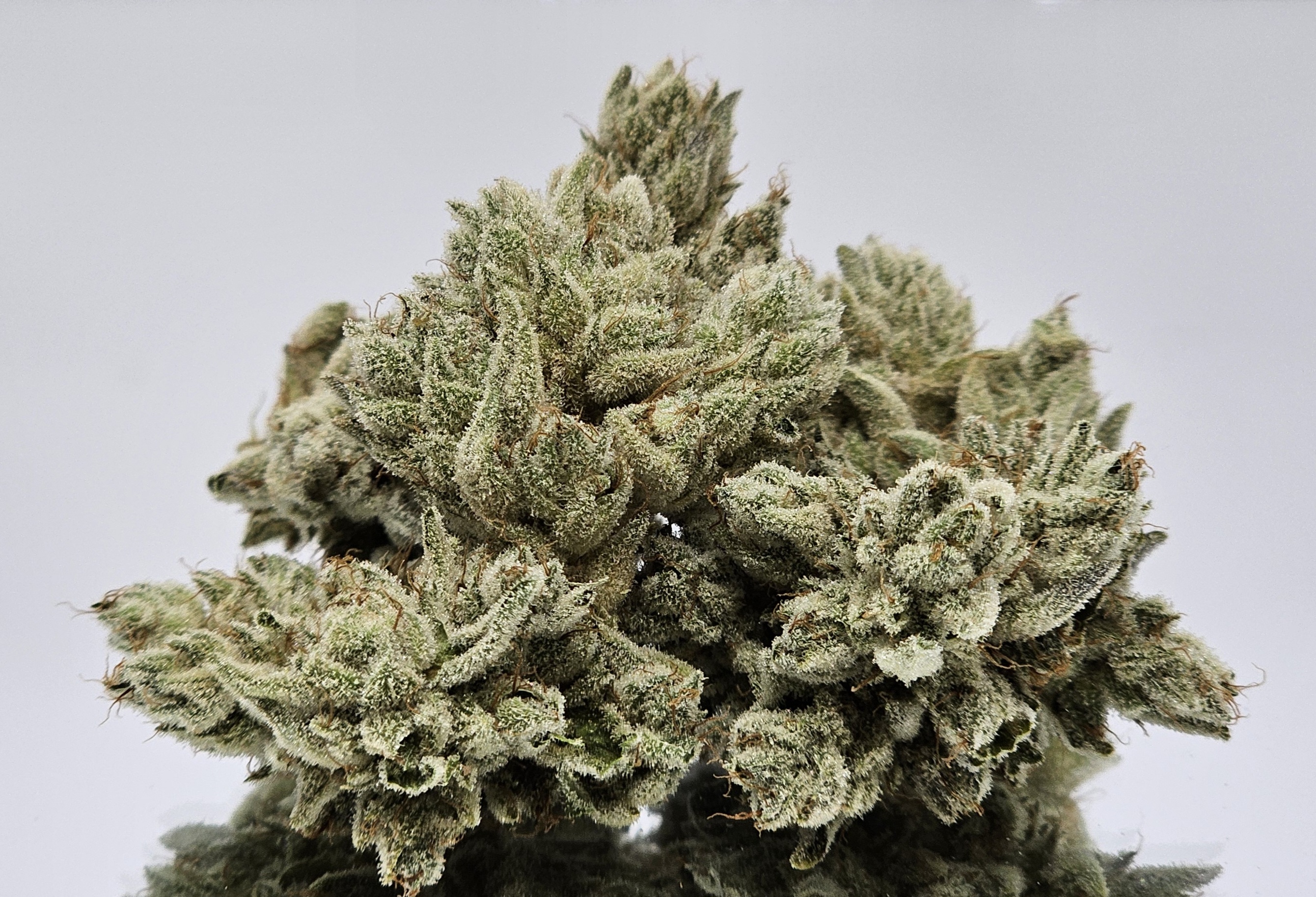 Photograph of product: Gorilla Glue #4 [DOH] - by Doghouse - 7g