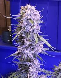 Photograph of Product: Evo | Chem Lock | 1G Full Flower Pre-Roll