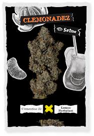 Photograph of product: Clemonadez Oui'd Flower | 3.5G | Strane