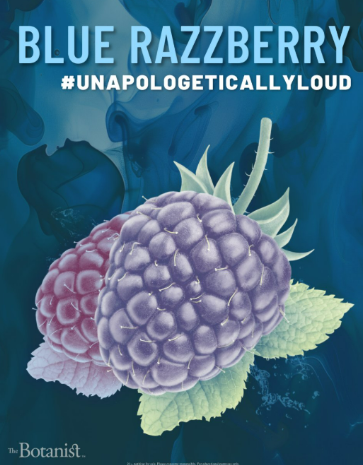 Photograph of product: BOLD Blue Razzberry ~ Oui'd ~ 510