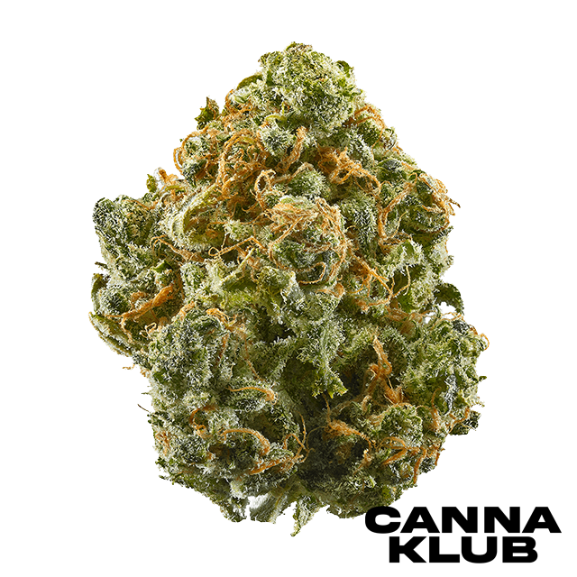 Photograph of product: BLUE DREAM 3.5G LIVING SOIL ORGANIC