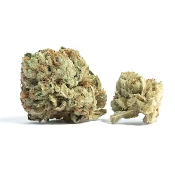 Photograph of product: Peanut Butter Pie | 3.5G Buds (TAX INCLUDED)