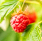 Photograph of product: Raspberry | Cali-Blaze | Infused Multi-Pack