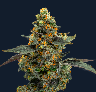 Photograph of product: Platinum Pave - 3.5g