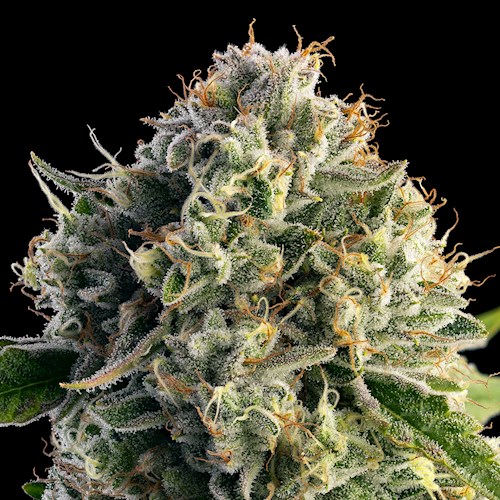 Photograph of product: Wedding Cake [DOH] - by Lifted - 28g