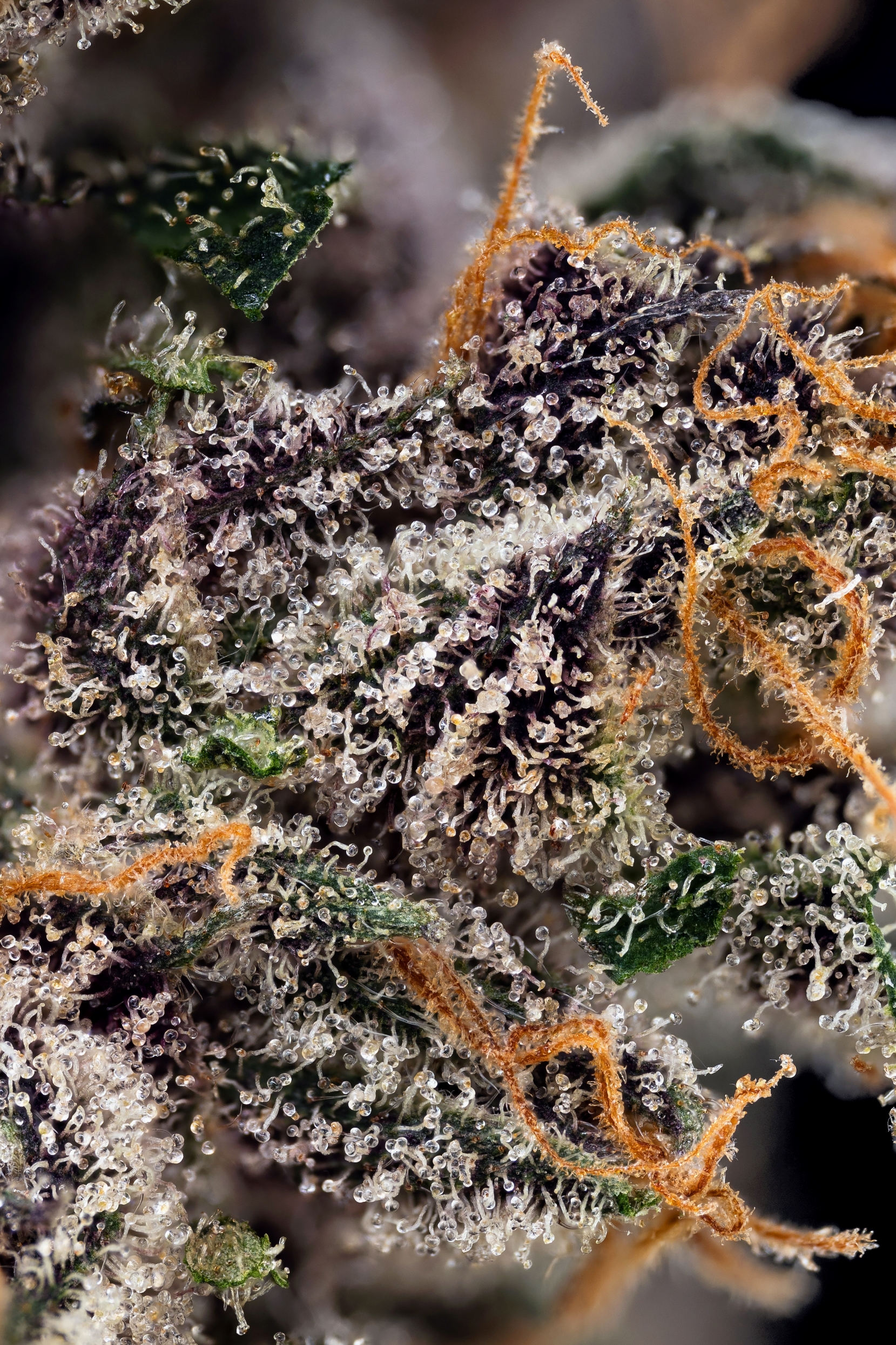 Photograph of product: Purple Champagne | TAX INCLUDED - 28g