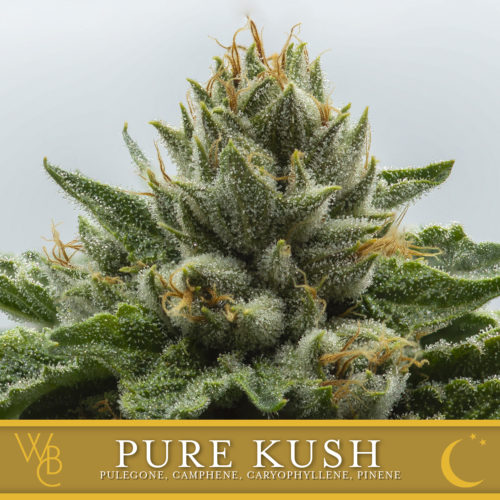 Photograph of Product: Washington Bud Company - Pure Kush Sugar Babes - 7g