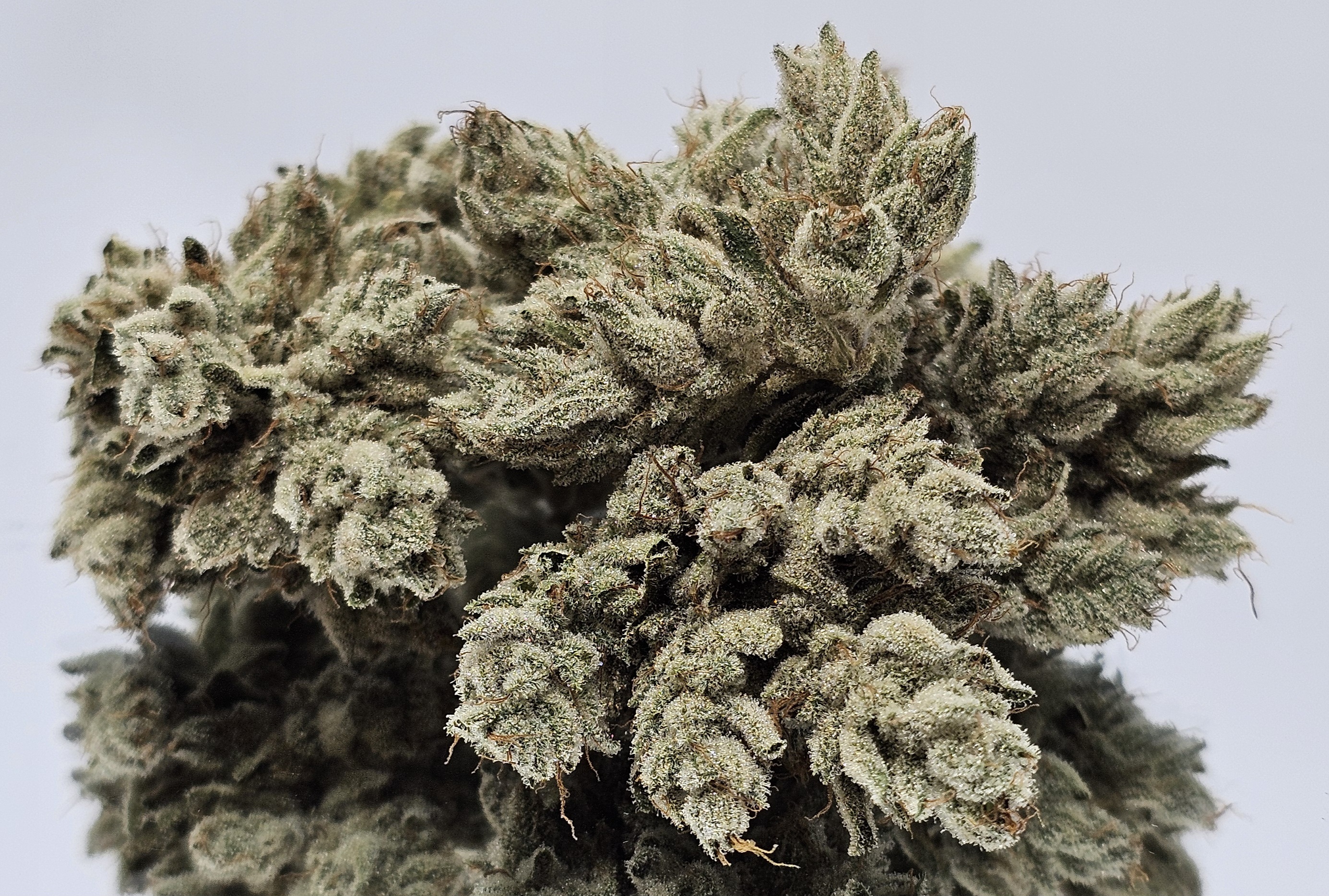 Photograph of product: Headband [DOH] - by Doghouse - 14g