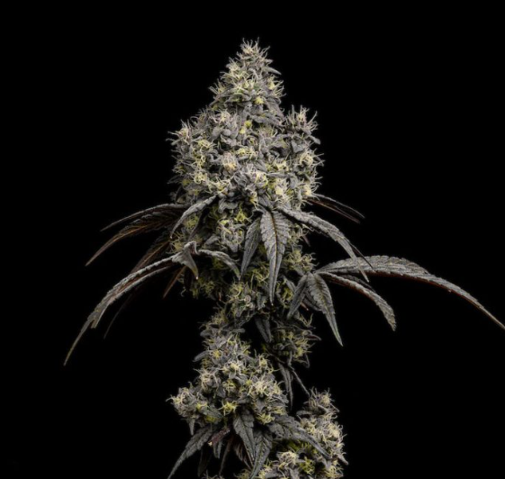 Photograph of product: Gush Mints | 3.5g | Good Chemistry