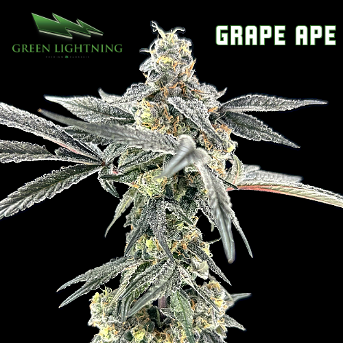 Photograph of product: GL Grape Ape - 3.5g