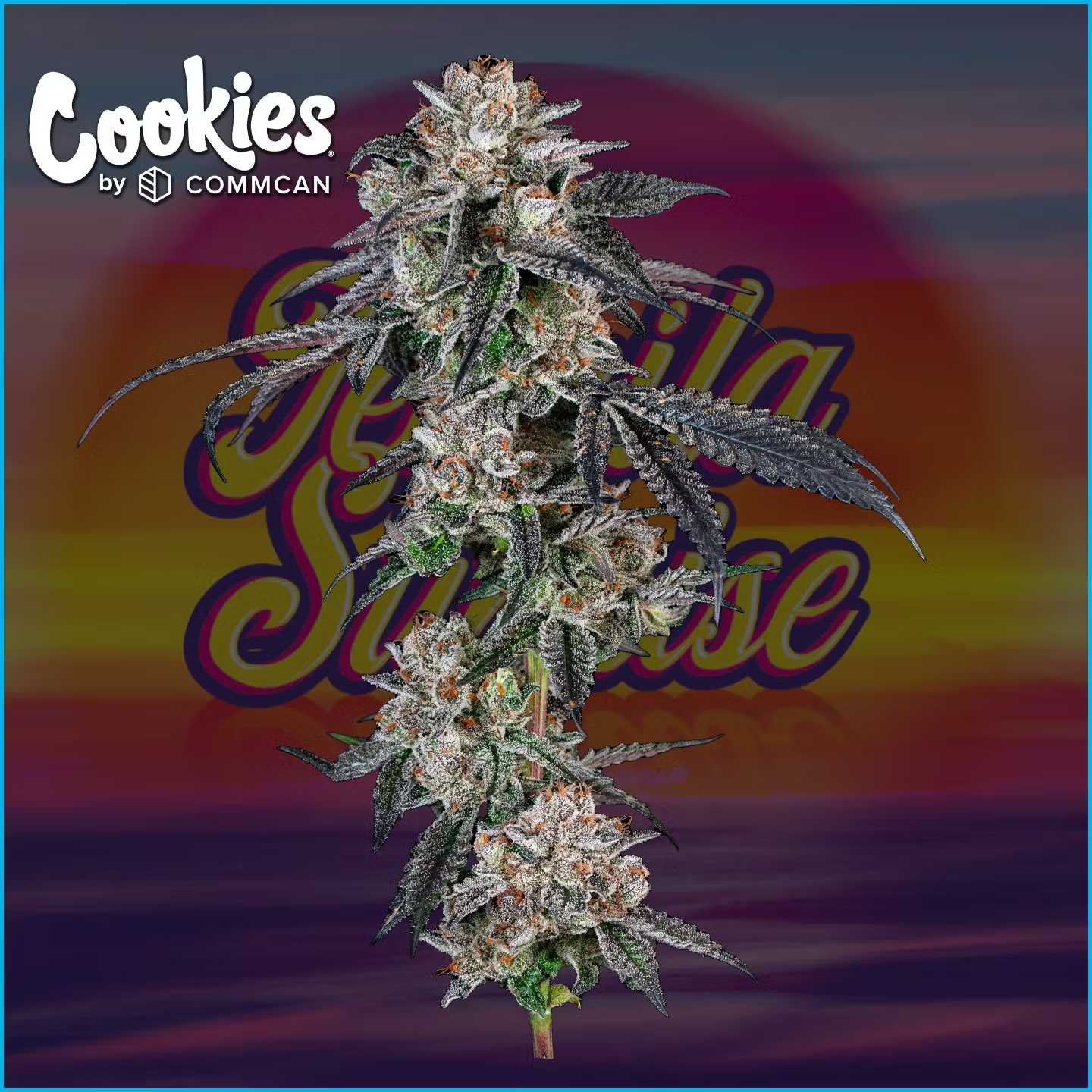 Photograph of product: Tequila Sunrise | 3.5G | 31.98% TAC