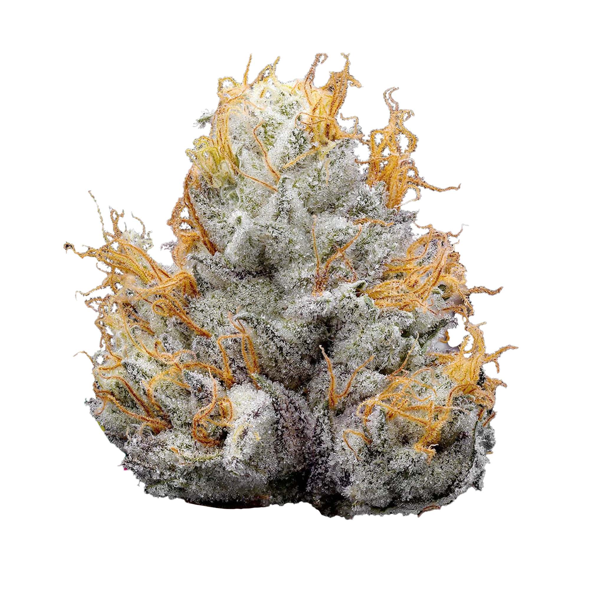 Photograph of product: Tropical Pressure | Premium Buds - 14g