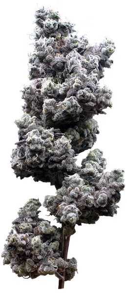 Photograph of product: Mac Stomper 3.5g