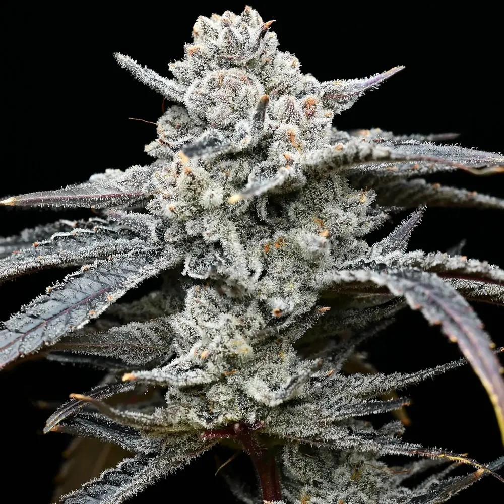Photograph of product: Lemon Cherry Gelato - 28g Flower