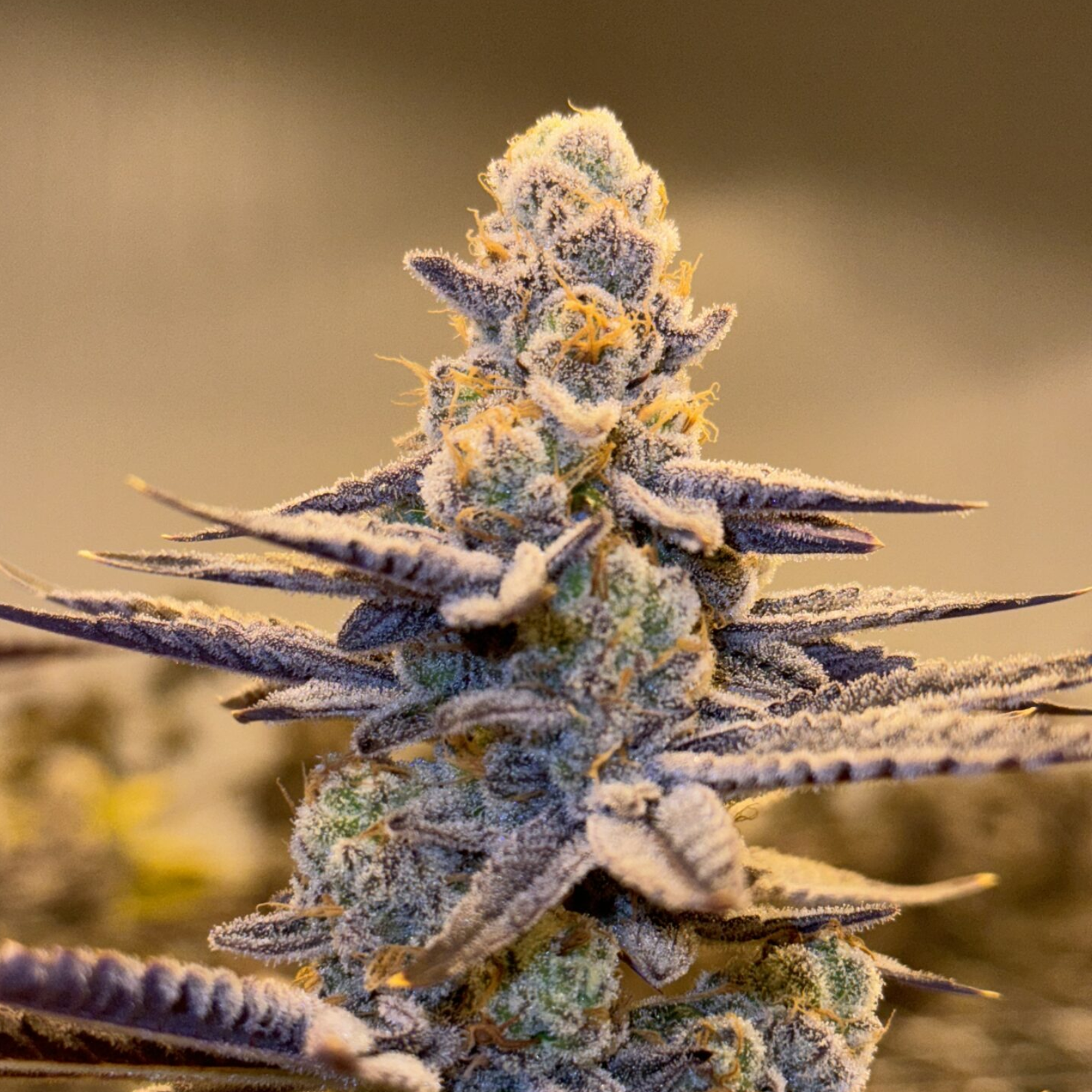 Photograph of product: | Glitter Bomb | Tower Three - 28g