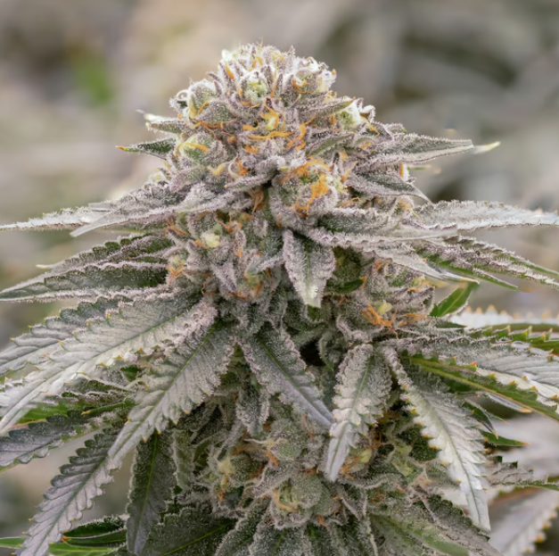 Photograph of product: Dank Dough | 3.5g | Sol-Canna