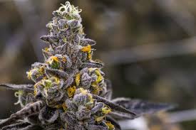 Photograph of product: Evo | Cherry Pie | 1G Full Flower Pre-Roll