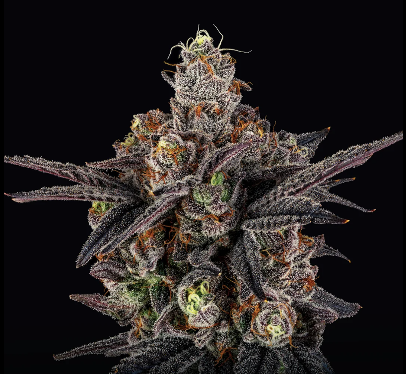 Photograph of product: Evan's Creek Farms | Pi Chew - 14g