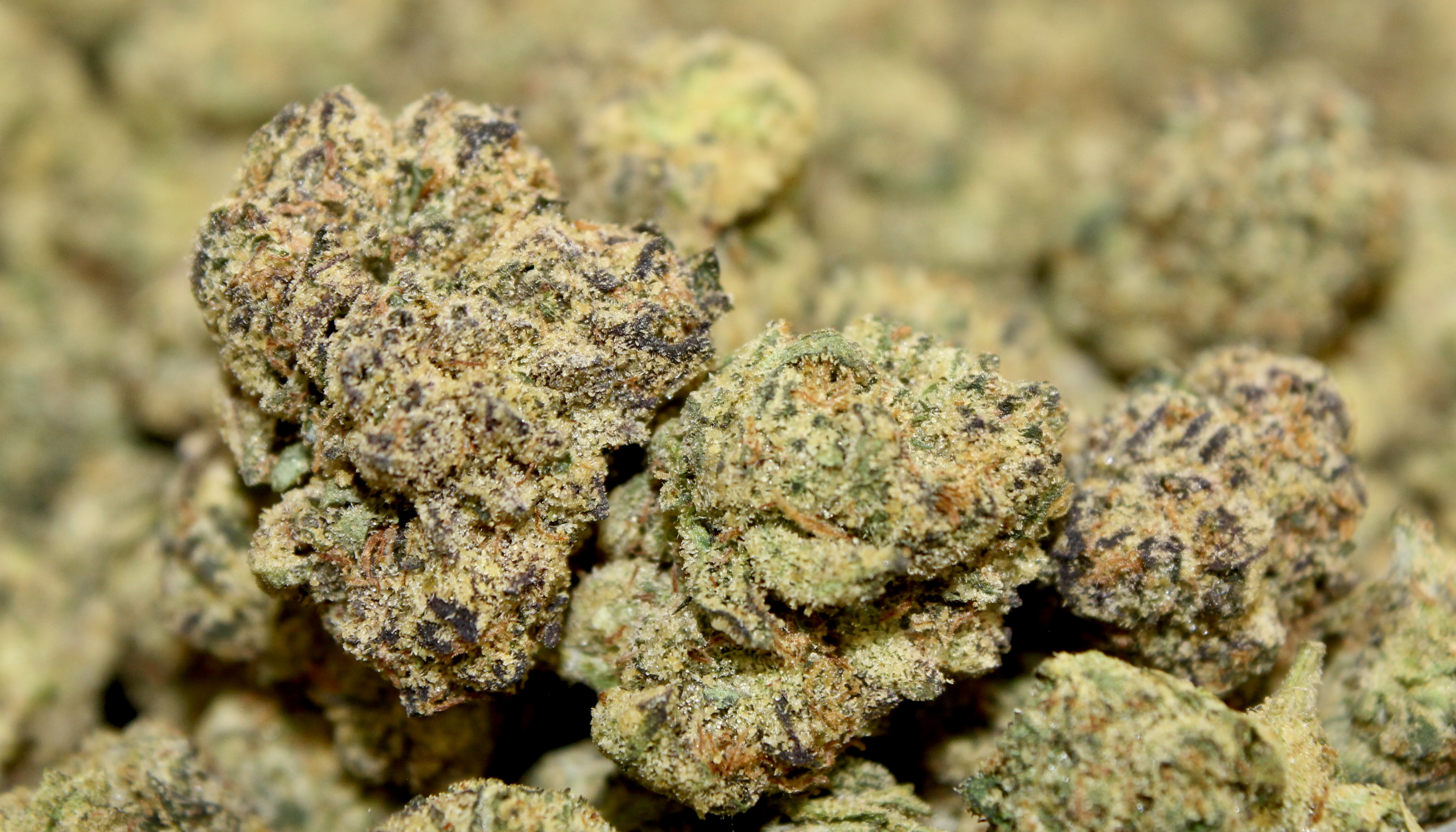 Photograph of product: Swiss Watch (I)