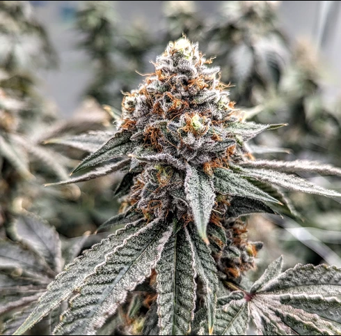 Photograph of product: 91 Octane | 3.5g