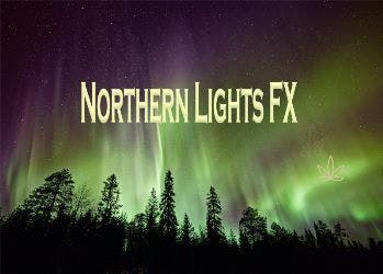 Photograph of product: 200mg Grape - 4pk Gummies Pouch