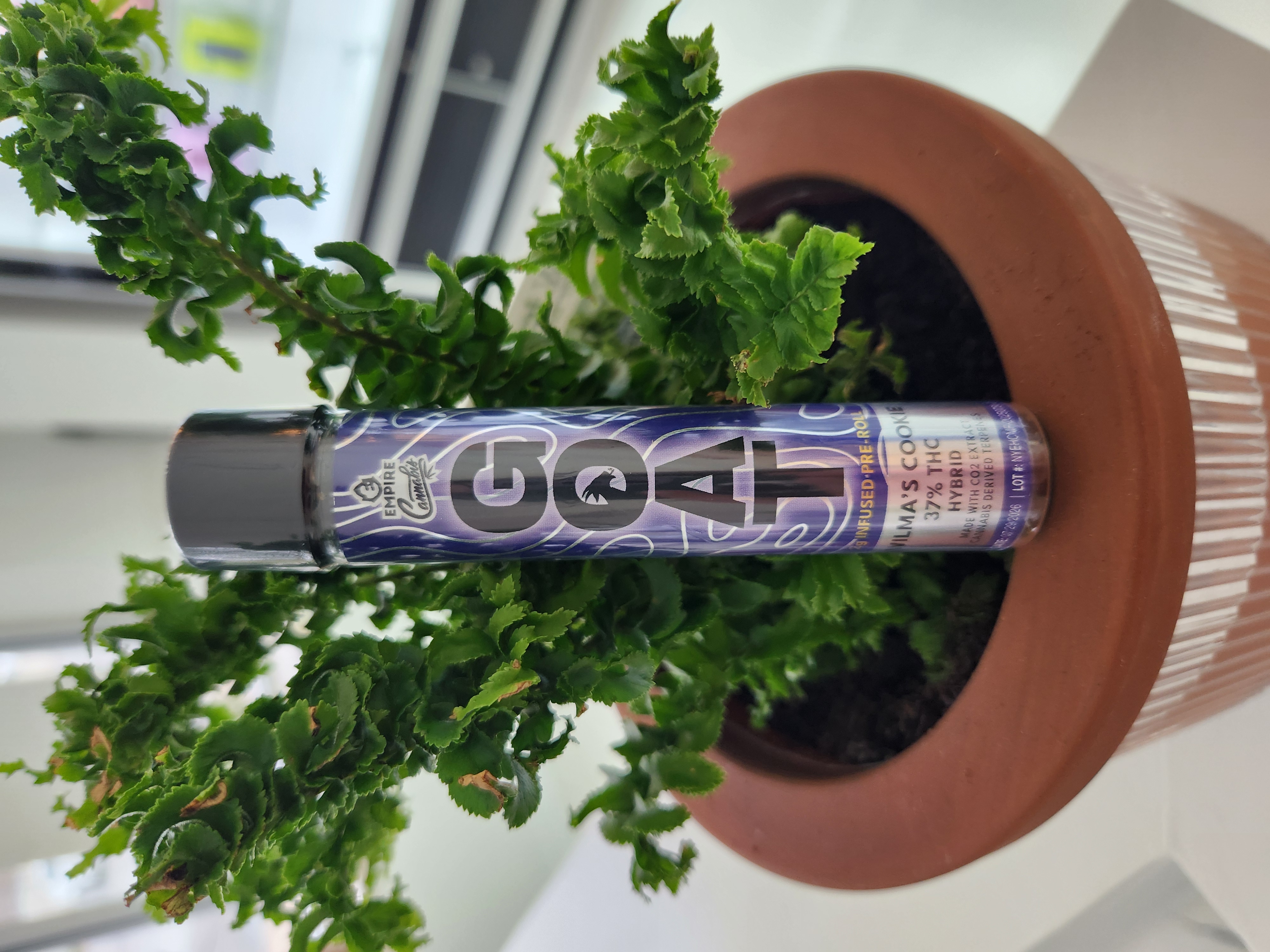 Photograph of product: GOAT - Wilma's Cookie - Infused Preroll - 2g
