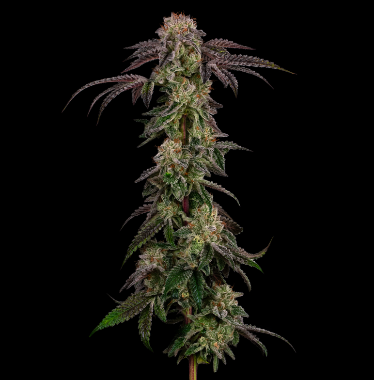 Photograph of product: Flower - Tequila Sunrise - 3.5g