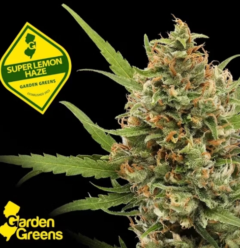 Photograph of product: Garden Greens 3.5g- Super Lemon Haze
