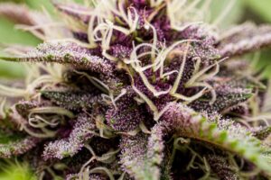 Photograph of product: Terpene Alchemy - Trop Cherry - Preroll