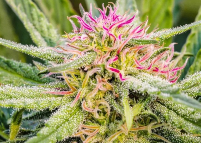 Photograph of product: Feminized CBD Seeds | Oregon CBD - Sour Lifter | 3 pack