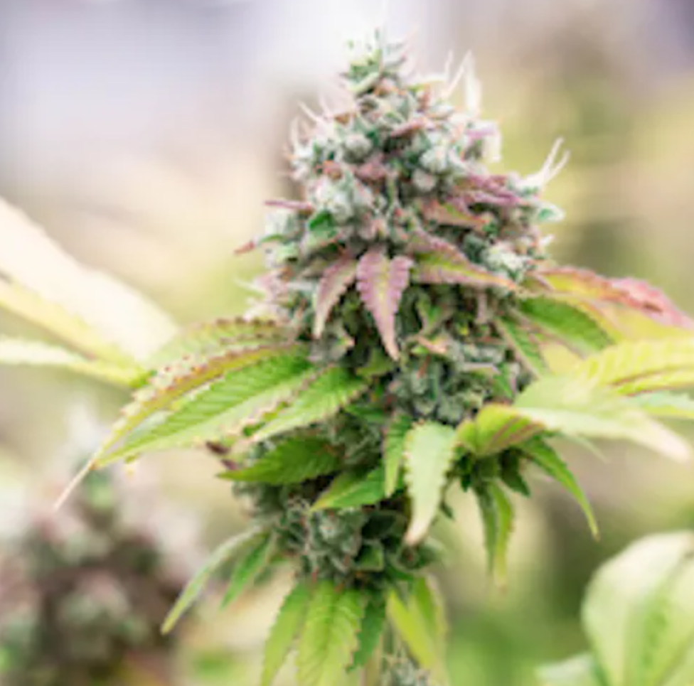 Photograph of product: Larry Lovestein #1 | 3.5g